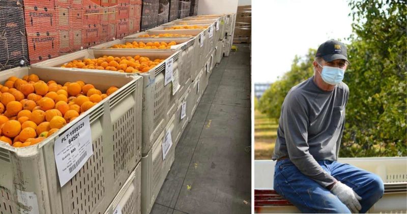 One of the Last Surviving Orchards in Silicon Valley Donates 92,843 Pounds of Oranges