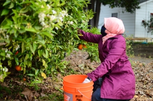 Woman picking oranges in orchard