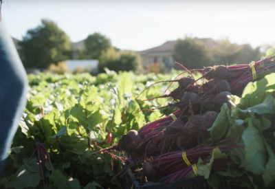 Farm to Family Program Helps Provide Food and Fight Climate Change
